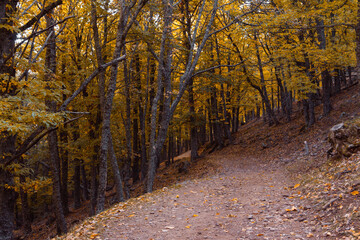 Path in a chestnut forest in autumn with golden leaves on the trees. Selective focus.