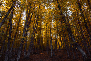 Chestnut forest in autumn with golden leaves. Selective focus.