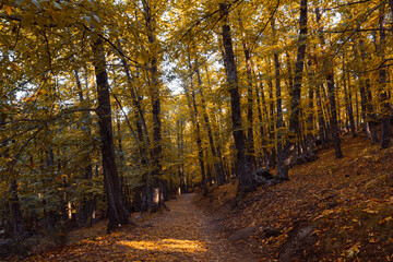 Obraz premium Path in a chestnut forest in autumn with golden leaves on the trees. Selective focus.