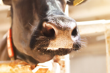 A very cute and cute muzzle of a black cow, in a corral on a dairy farm.