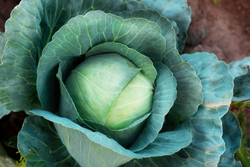 Obraz premium Fresh, white cabbage growing in a vegetable garden on a farm. 