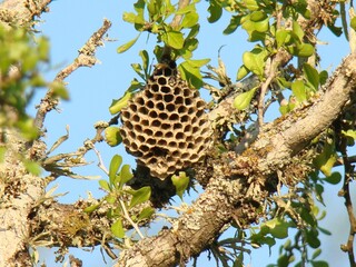 Wasp nest