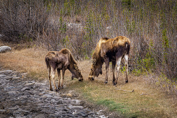 Snack Time In Alaska