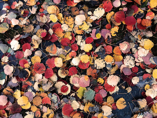 Autumn leaves background
