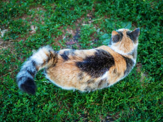 Naklejka na ściany i meble Top view of the back of a tortoiseshell domestic cat