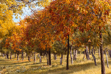 Naklejka premium Trees with golden leaves in autumn. Selective focus. Copy space.