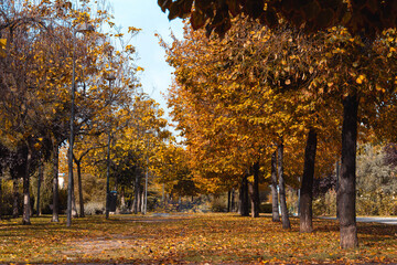 Park avenue with trees with golden leaves in autumn. Selective focus. Copy space.
