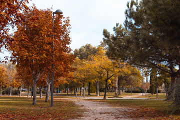 Naklejka premium Park avenue with trees with golden leaves in autumn. Selective focus. Copy space.
