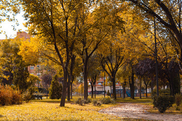 Fototapeta premium Park avenue with trees with golden leaves in autumn. Selective focus. Copy space.
