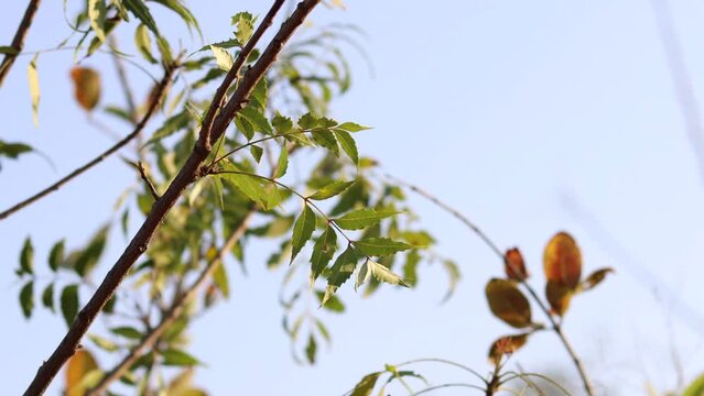 In blue sky. A branch of neem tree leaves. Natural Medicine. Neem tree or Azadirachta indica with branches and leaves,neem tree showing compound leaves and bunch of small flowers,closed up neem.