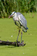 Grey heron, Ardea cinerea, hunting and caught a fish in duckweed covered pond