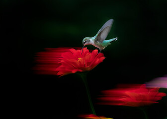 Stunning hummingbird against black background © Hal Moran
