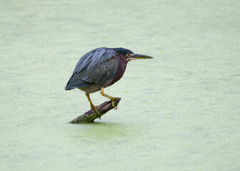 green heron