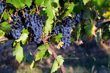 Montepulciano, Tuscany, Italy. Sangiovese grapes in local vineyard for famous Vino Nobile de Montepulciano and Chianti wine - obrazy, fototapety, plakaty