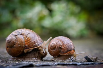 snail on a leaf