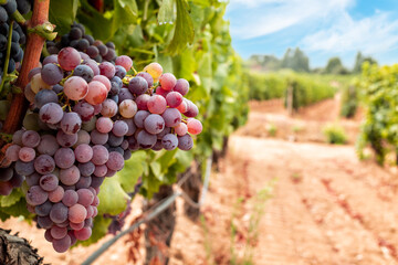 Veraison in a vineyard. Bunches of grapes with berries that begin the ripening phase. Traditional...