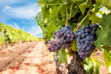 Veraison in a vineyard. Bunches of grapes with berries that begin the ripening phase. Traditional...