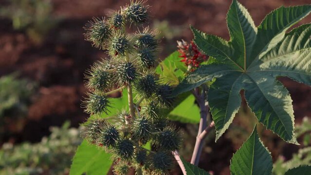 Green seeds Castor oil plant, vegetal from where extracts the known laxative castor oil, used to produce biodiesel Castor oil plant, Ricinus communis, commonly known as castor oil plant. Medical seeds