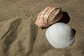 Seashells on the sand. The concept of relaxation at sea or on the beach