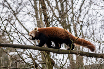 red panda bear