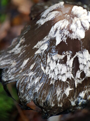 Magpie fungus inkcap mushroom woodland 