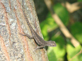 lizard on tree