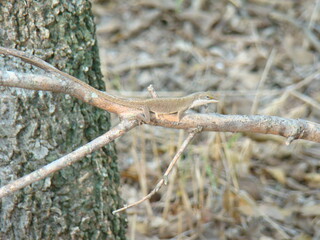 lizard on tree