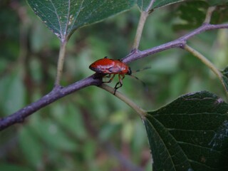 insect on leaf
