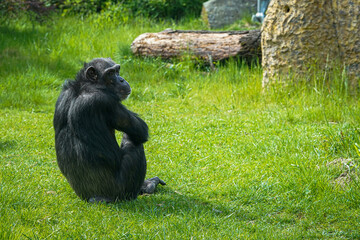 chimpanzee sitting with back turned