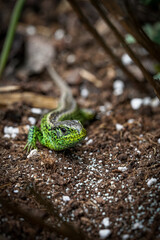 green lizard in the garden