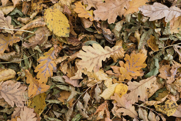 Texture autumn forest cover