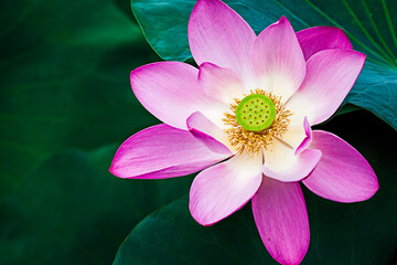 Close-up photo of a lotus flower in a pond.