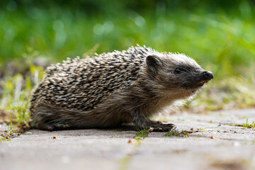 hedgehog in the grass
