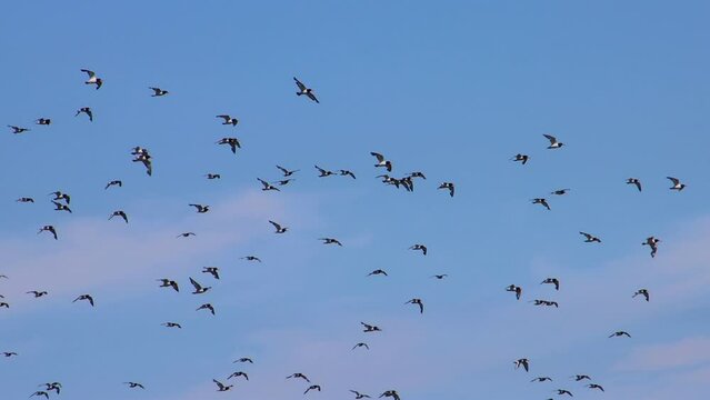 Flock of oystercatcher birds flying, Haematopus ostralegus or Austernfischer