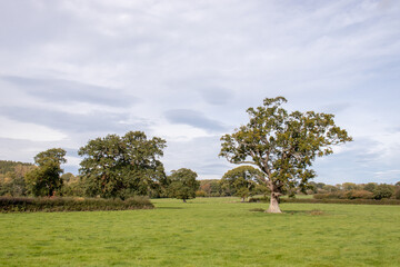 Fototapeta na wymiar Oak trees in the meadow.