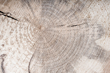 gray wood texture on a cross section of a log