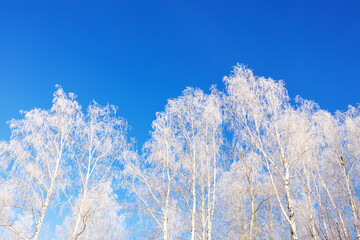 white trees are covered with hoarfrost against the snow of the winter sky