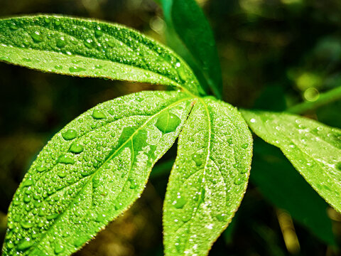 Green fresh leafs with water drops