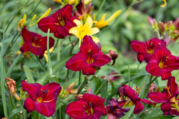 Beautiful late summer and fall flower garden