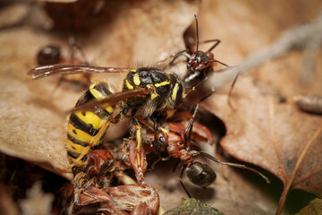wasp and ants