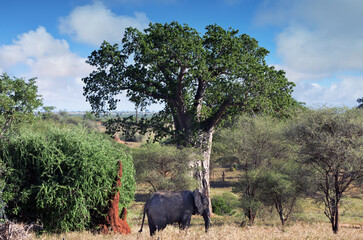 Elephant at the foot of a baobab in the savannah of the African park
