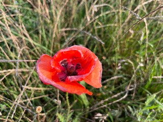 red poppy flower