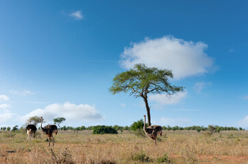 Pretty African savannah landscape with a group of ostrich in tall grass