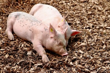 piglets in a barn asleep