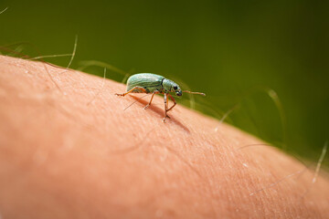 macro shot of a bug