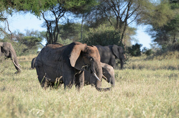 Fototapeta premium Elephant family with their calf in the African park savannah