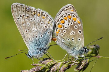 butterfly on a leaf