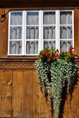 window with climbing flowers and edera, ivy