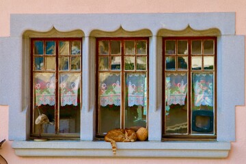 Fototapeta na wymiar red cat asleep in window