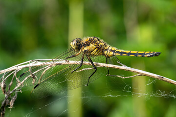 close up of a dragonfly